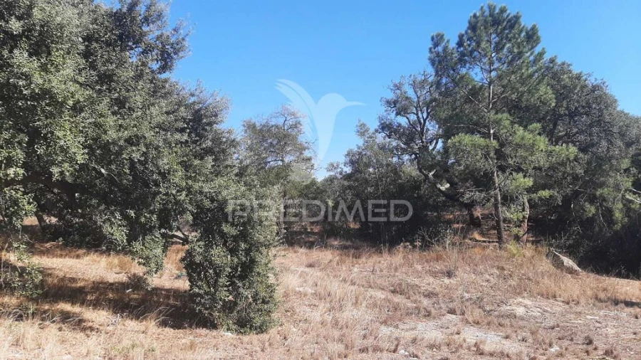 Terreno para Venda em Azeitão (São Lourenço e São Simão) Foto 5