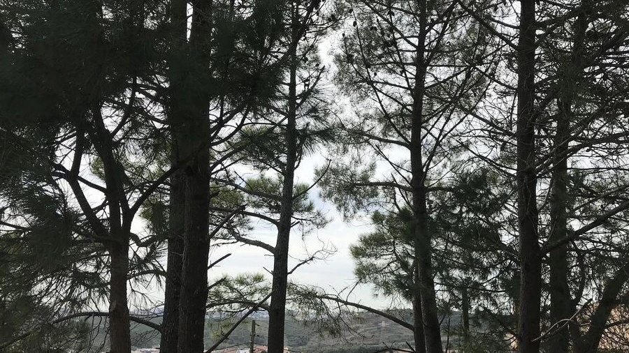 Terreno para Venda em Ramada e Caneças