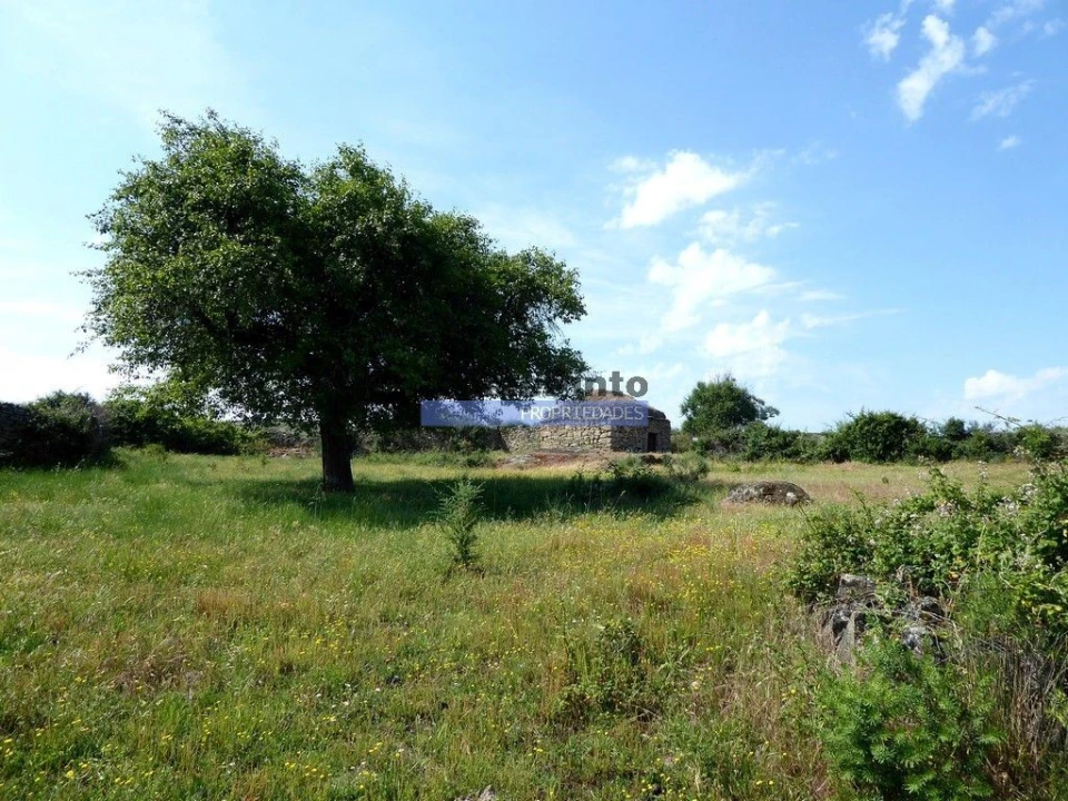 Terreno Misto para Venda em Figueira de Castelo Rodrigo Foto 5