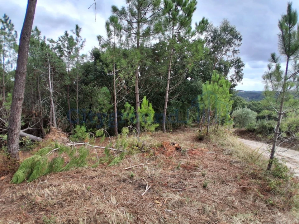 Terreno para Venda em Salir de Matos Foto 4