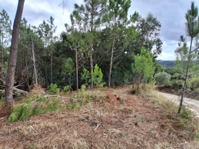 Terreno para Venda em Salir de Matos Foto 4