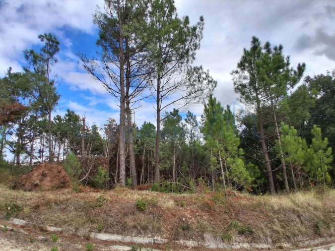 Terreno para Venda em Salir de Matos Foto 6