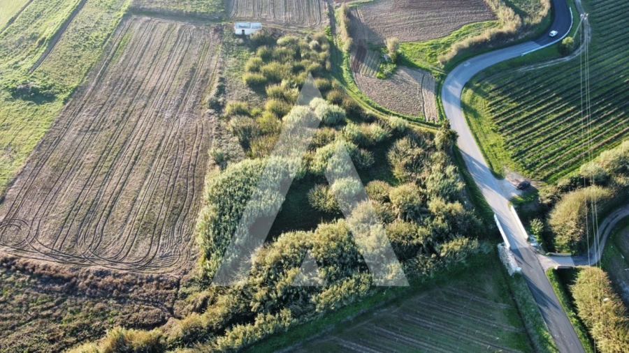 Terreno Agricola ou Rústico para Venda em São Pedro da Cadeira Foto 12