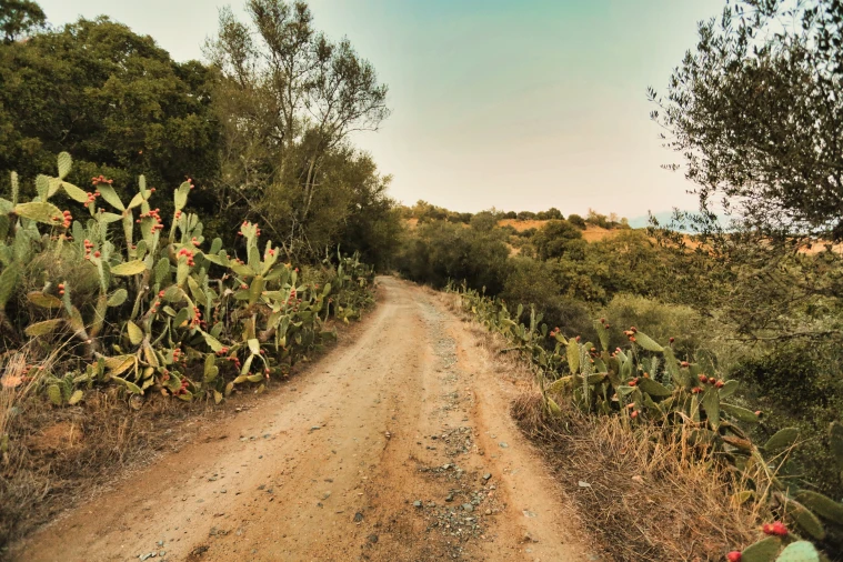 Terreno para Venda em Santa Maria do Castelo e Santiago e Santa Susana Foto 42