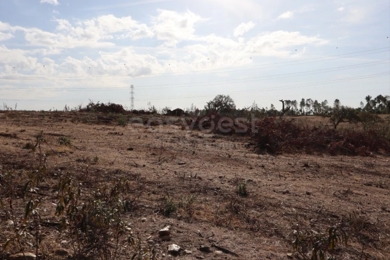 Terreno Agricola ou Rústico para Venda em Benquerenças Foto 3