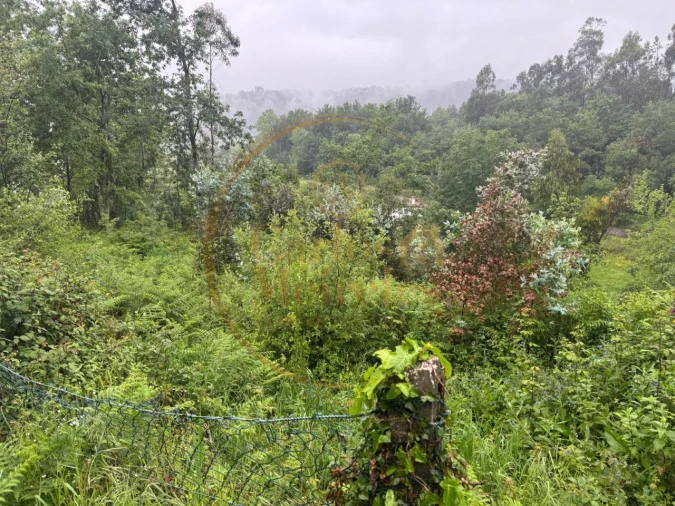 Terreno Agricola ou Rústico para Venda em Ribeira do Neiva Foto 3