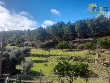 Terreno para Venda em Proença-A-Nova e Peral