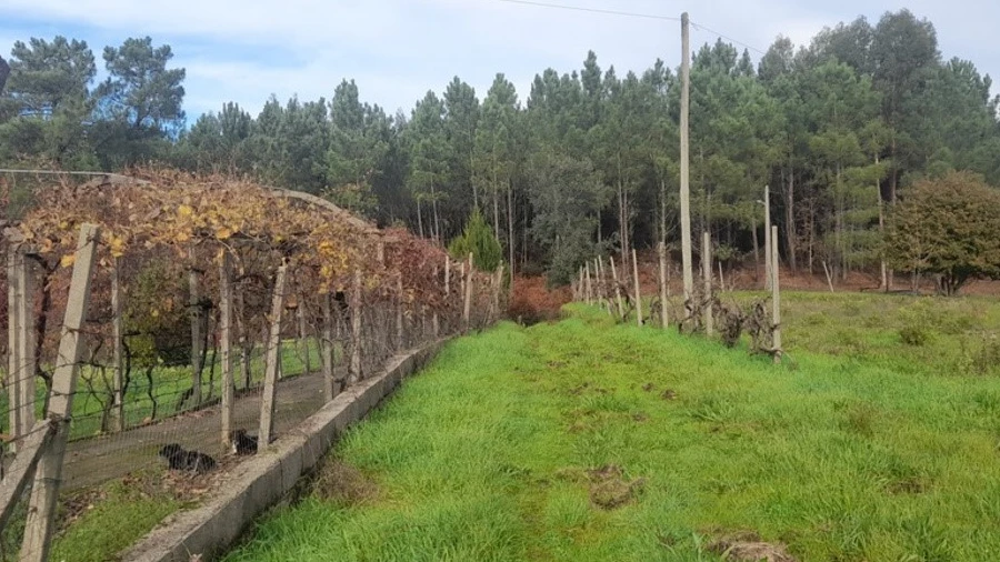 Terreno para Venda em Sertã
