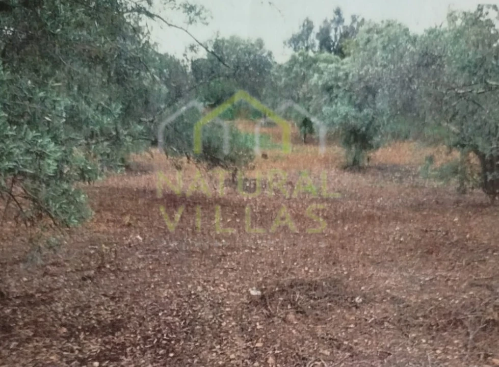 Terreno Agricola ou Rústico para Venda em Conceição e Estoi Foto 2