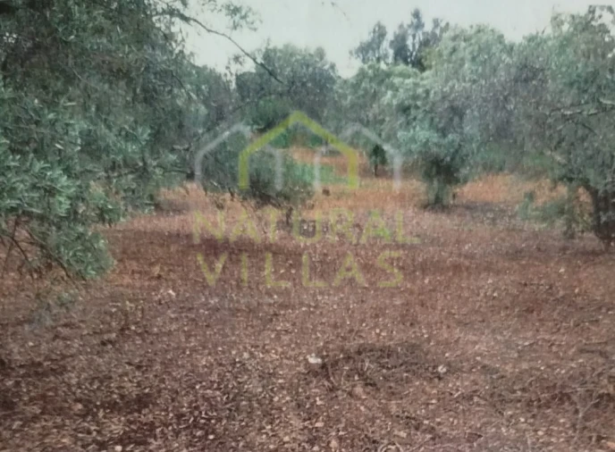 Terreno Agricola ou Rústico para Venda em Conceição e Estoi Foto 2