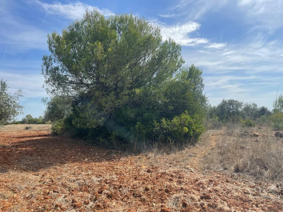 Terreno para Venda em Brogueira, Parceiros de Igreja e Alcorochel Foto 25
