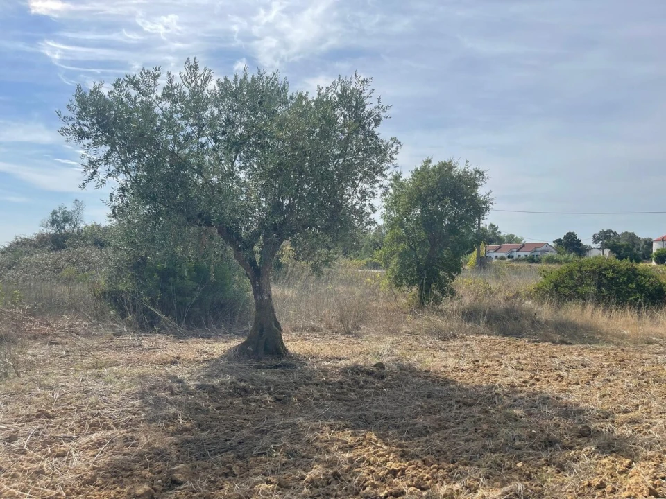 Terreno para Venda em Brogueira, Parceiros de Igreja e Alcorochel Foto 29