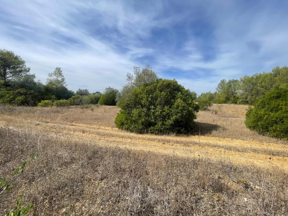Terreno para Venda em Brogueira, Parceiros de Igreja e Alcorochel Foto 38