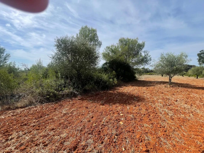 Terreno para Venda em Brogueira, Parceiros de Igreja e Alcorochel Foto 23