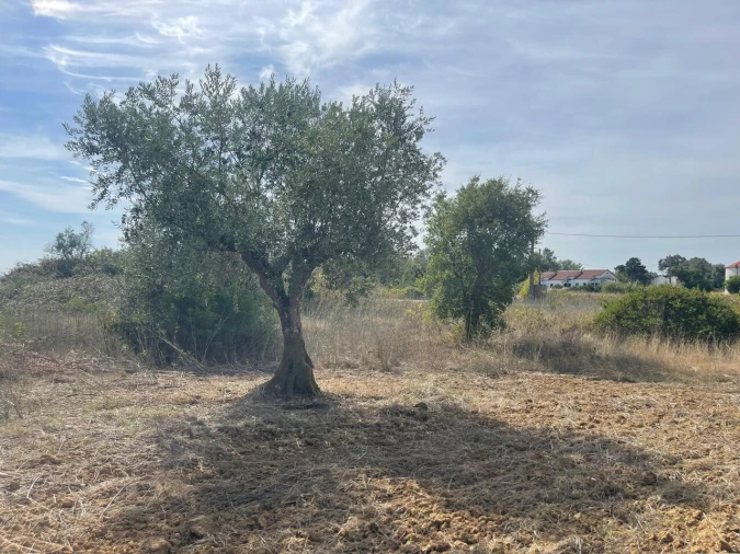 Terreno para Venda em Brogueira, Parceiros de Igreja e Alcorochel Foto 29