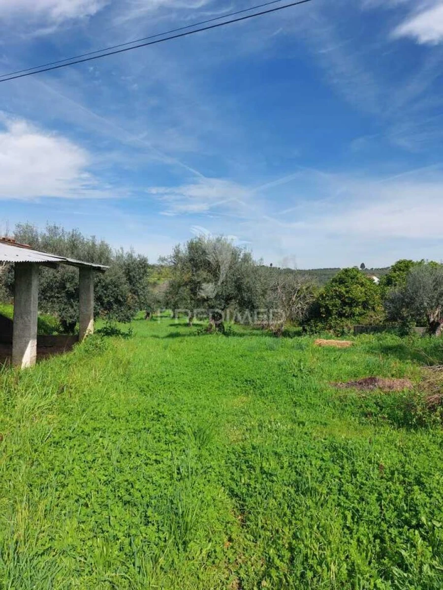 Quinta T3 para Venda em Madalena e Beselga Foto 18