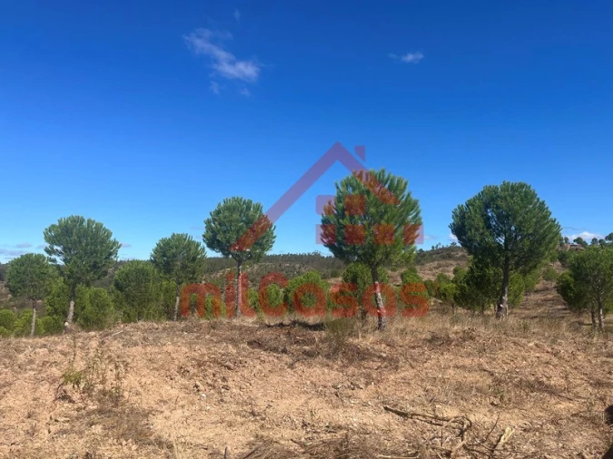Quinta para Venda em Alcórrego e Maranhão Foto 15