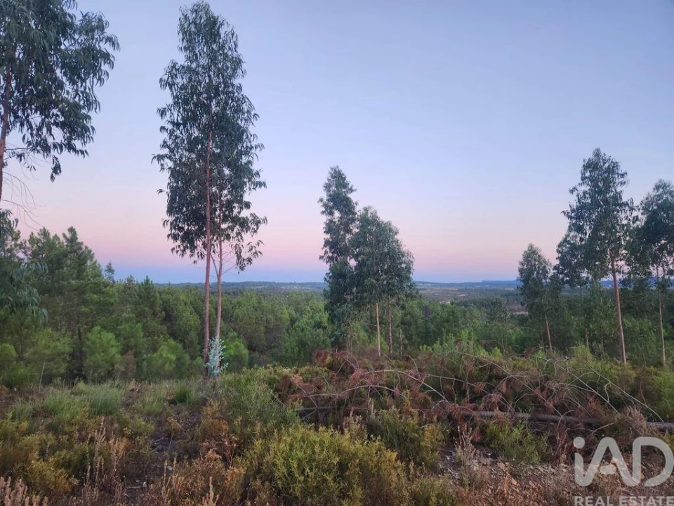 Terreno para Venda em Sarzedas Foto 15
