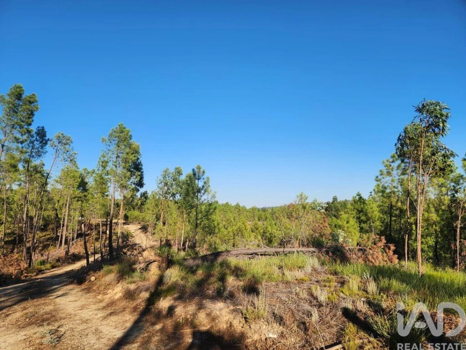 Terreno para Venda em Sarzedas Foto 8