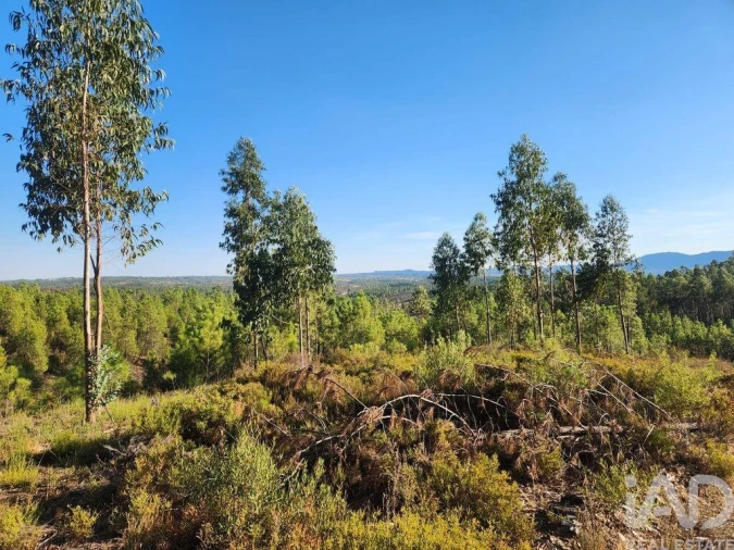 Terreno para Venda em Sarzedas Foto 3