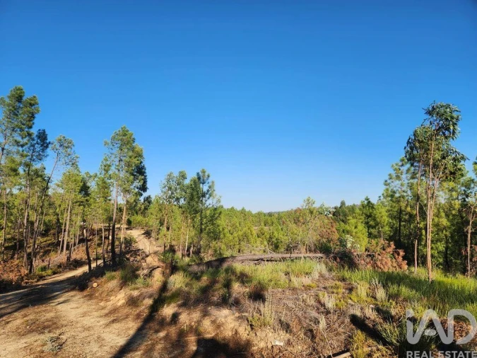 Terreno para Venda em Sarzedas Foto 8