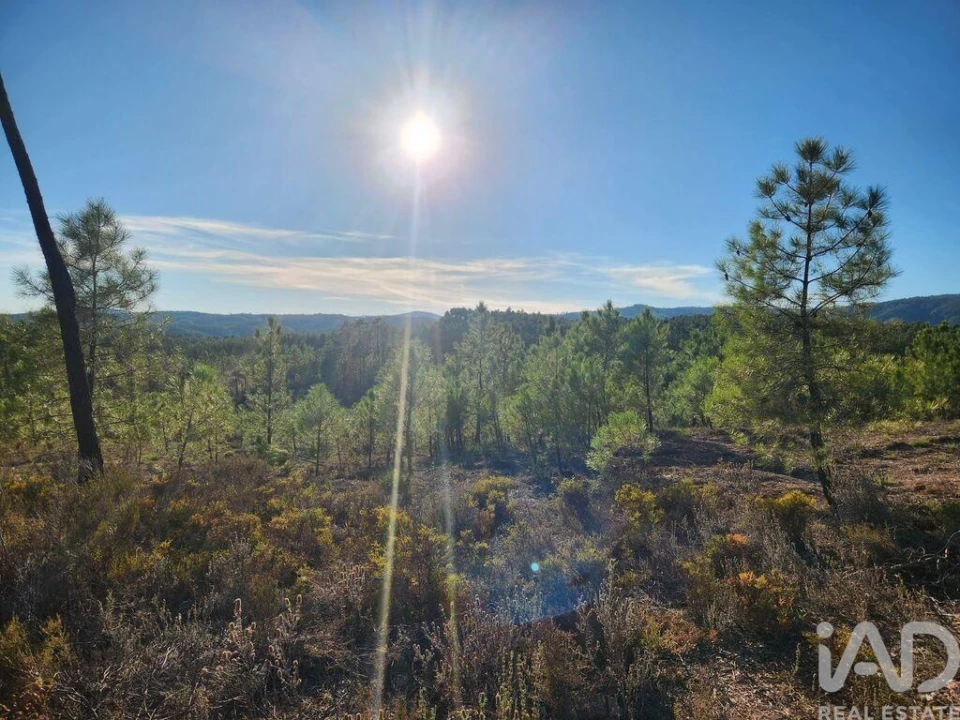 Terreno para Venda em Sarzedas Foto 9