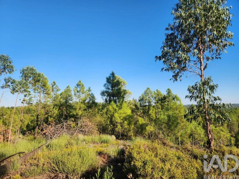 Terreno para Venda em Sarzedas Foto 7