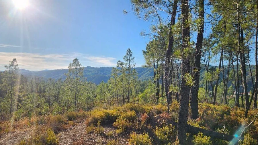 Terreno para Venda em Sarzedas