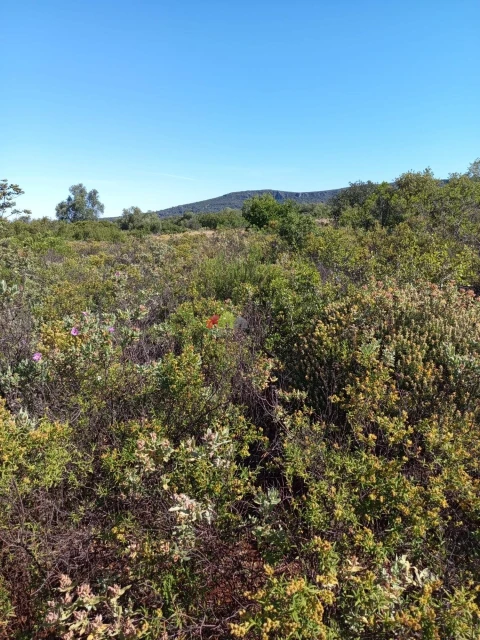 Terreno para Venda em Salir