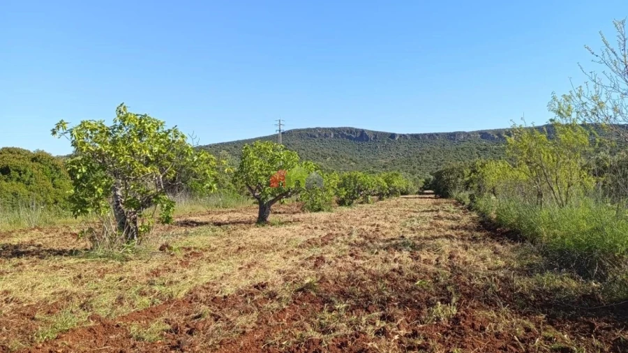 Terreno para Venda em Salir