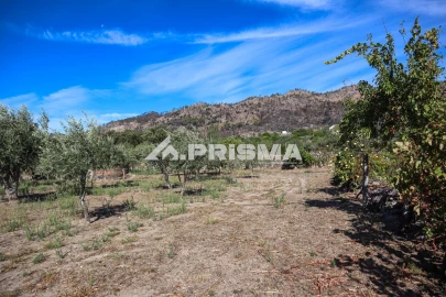 Quinta para Venda em Louriçal do Campo