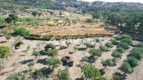 Quinta para Venda em Louriçal do Campo
