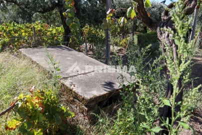Quinta para Venda em Louriçal do Campo