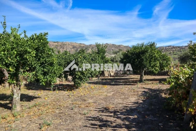 Quinta para Venda em Louriçal do Campo