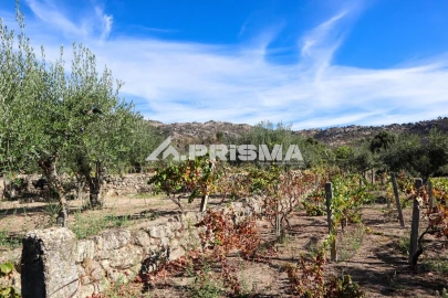 Quinta para Venda em Louriçal do Campo