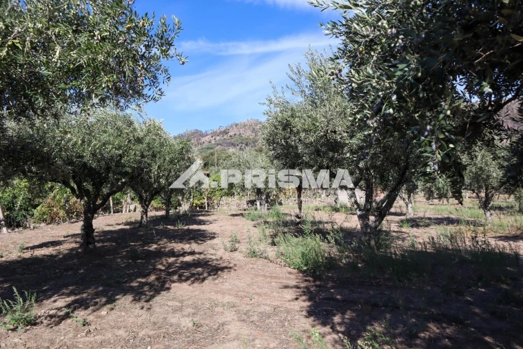 Quinta para Venda em Louriçal do Campo Foto 28