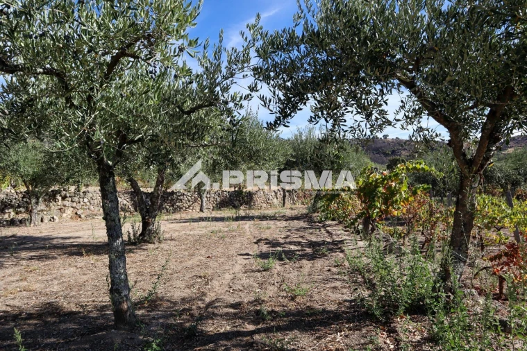 Quinta para Venda em Louriçal do Campo Foto 17