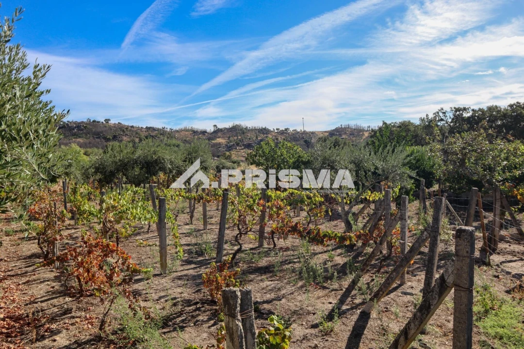 Quinta para Venda em Louriçal do Campo Foto 25