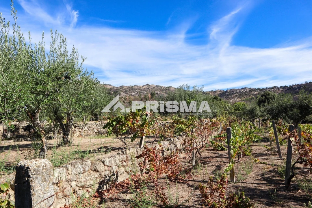 Quinta para Venda em Louriçal do Campo Foto 24