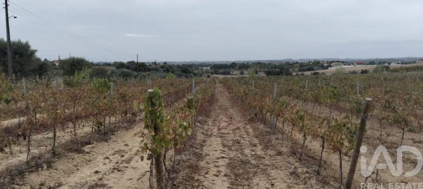 Quinta para Venda em São Vicente do Paul e Vale de Figueira