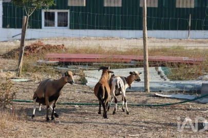 Quinta para Venda em São Vicente do Paul e Vale de Figueira