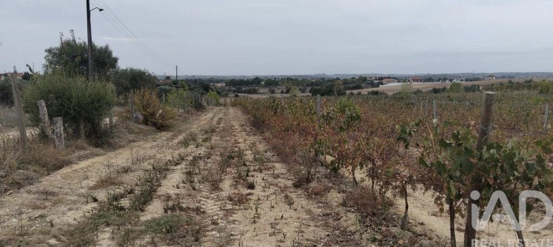 Quinta para Venda em São Vicente do Paul e Vale de Figueira Foto 34