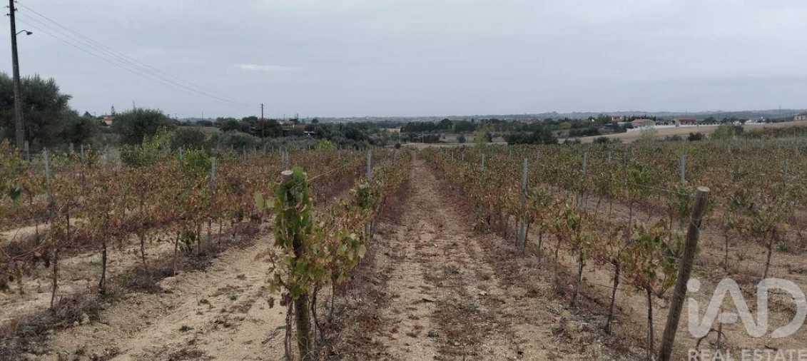 Quinta para Venda em São Vicente do Paul e Vale de Figueira Foto 33