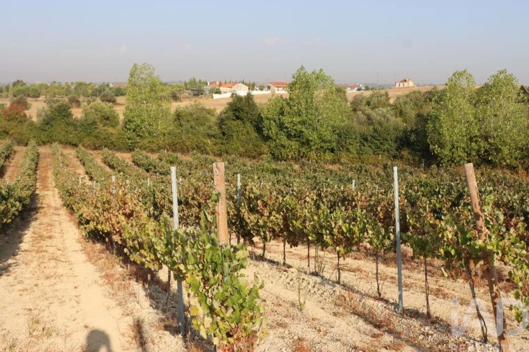 Quinta para Venda em São Vicente do Paul e Vale de Figueira Foto 21