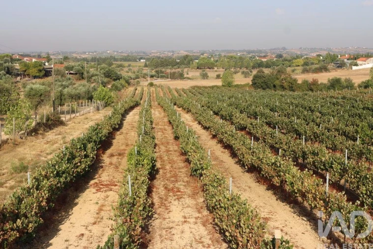 Quinta para Venda em São Vicente do Paul e Vale de Figueira Foto 18