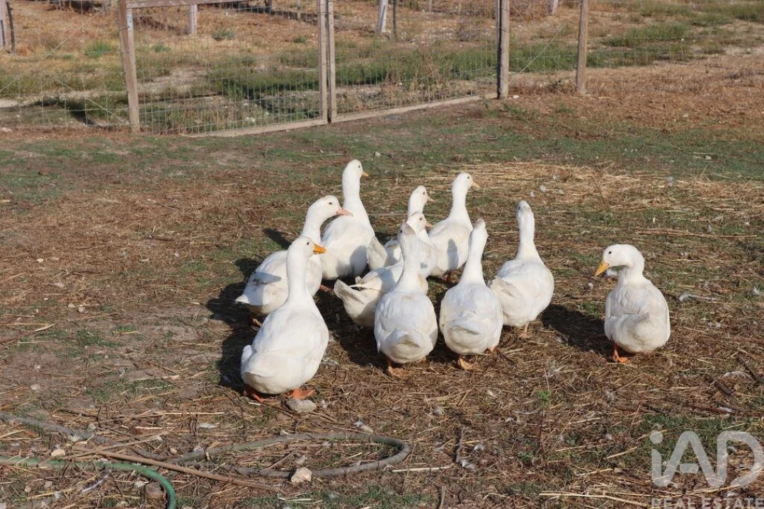 Quinta para Venda em São Vicente do Paul e Vale de Figueira Foto 29
