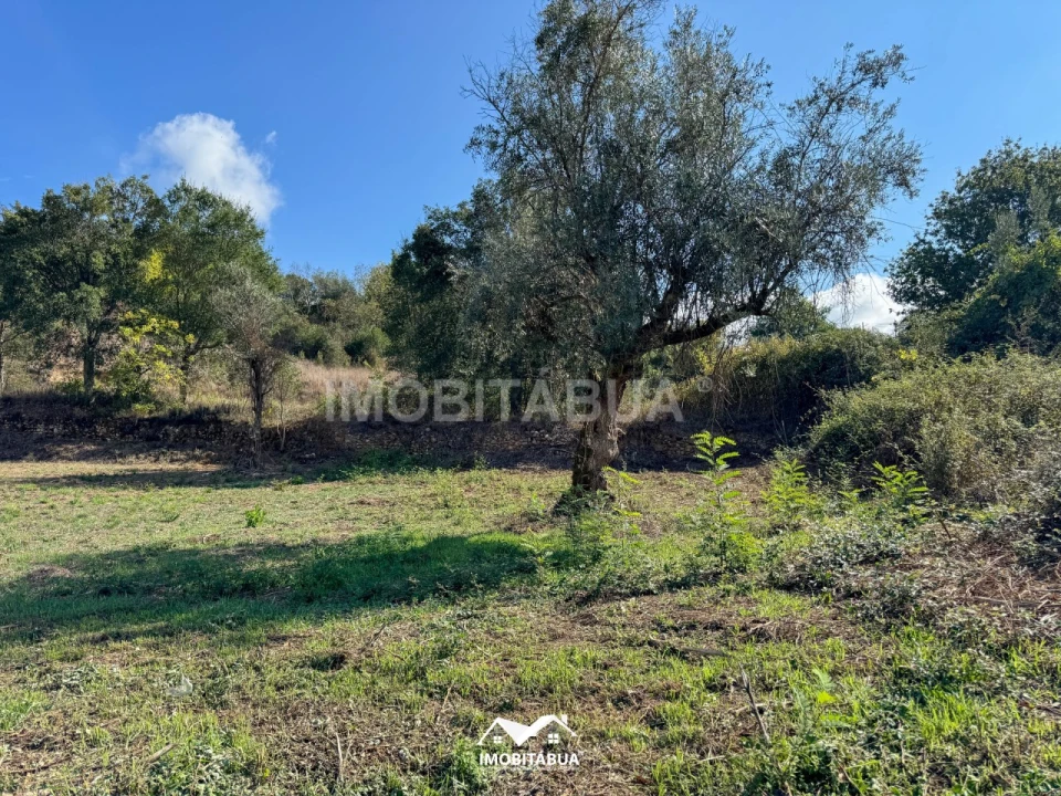 Terreno Agricola ou Rústico para Venda em Secarias Foto 6