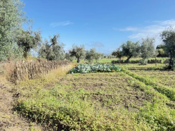 Terreno para Venda em Alvega e Concavada