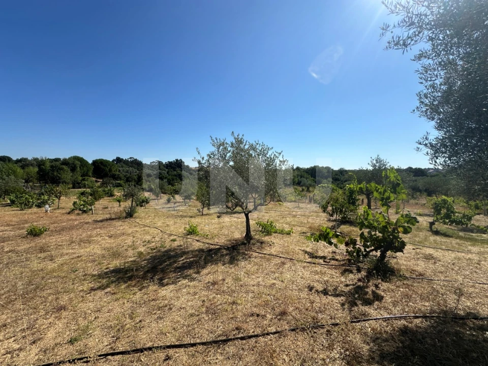 Quinta T1 para Venda em Escalos de Cima e Lousa Foto 19