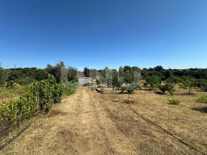 Quinta T1 para Venda em Escalos de Cima e Lousa Foto 4